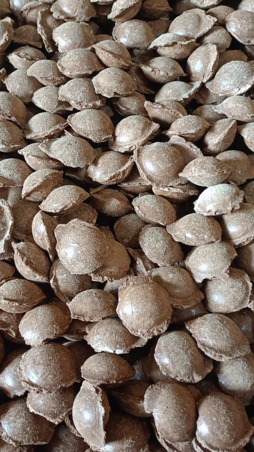 铁甲球用什么土？铁甲丸种子怎么播种？-第6张图片-优品飞百科