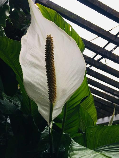 铁甲球用什么土？铁甲丸种子怎么播种？-第7张图片-优品飞百科