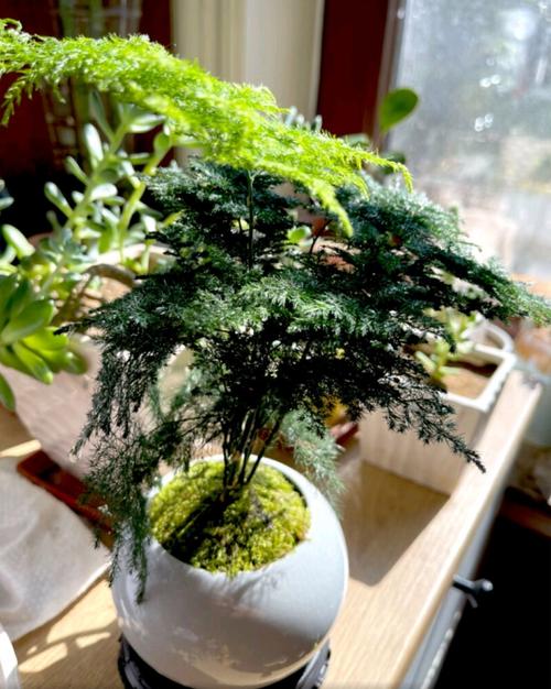 文竹施肥过多怎么处理，文竹花肥？-第1张图片-优品飞百科