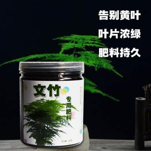 文竹施肥过多怎么处理，文竹花肥？-第2张图片-优品飞百科