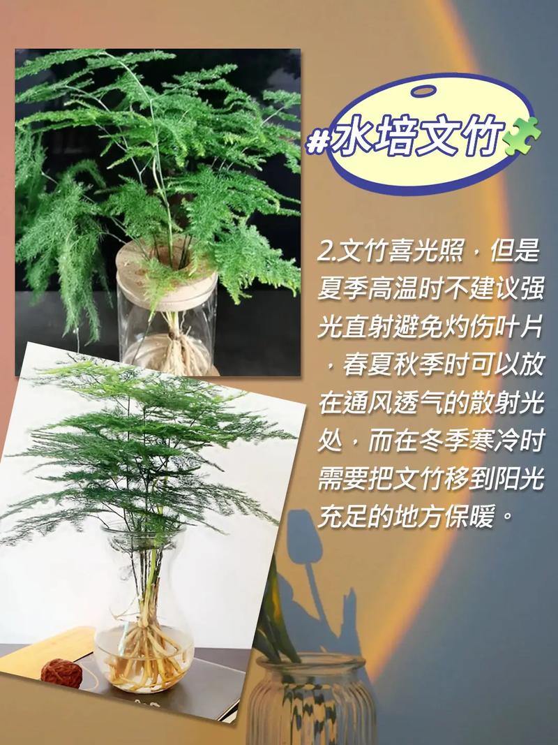 文竹施肥过多怎么处理，文竹花肥？-第4张图片-优品飞百科