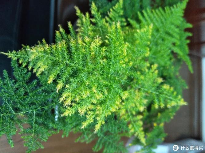 文竹施肥过多怎么处理，文竹花肥？-第5张图片-优品飞百科