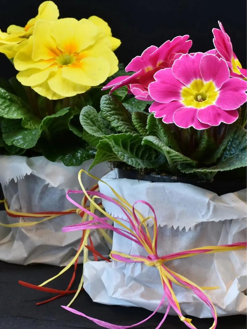 报春花怎么种植？报春花怎么种植的？-第1张图片-优品飞百科