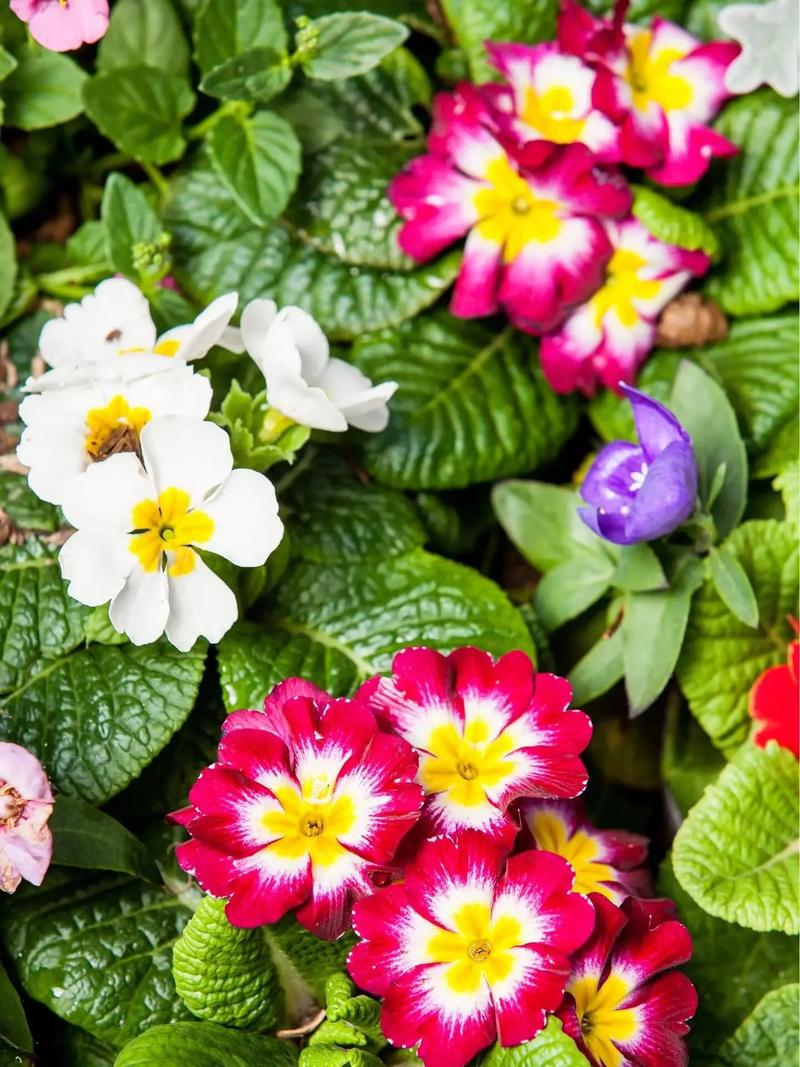 报春花怎么种植？报春花怎么种植的？-第3张图片-优品飞百科