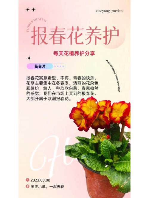 报春花怎么种植？报春花怎么种植的？-第4张图片-优品飞百科