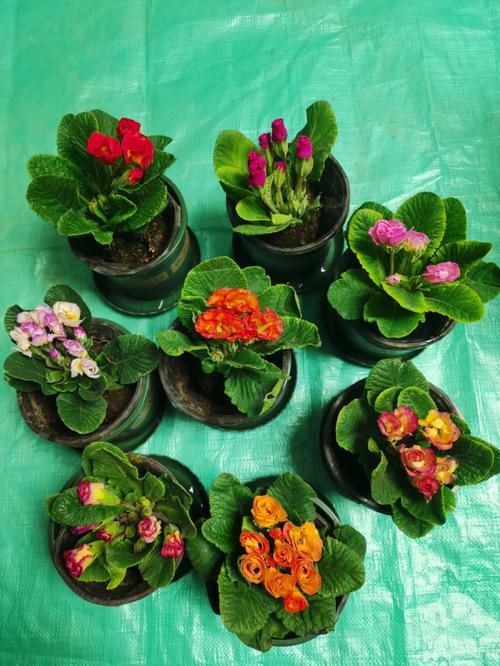 报春花怎么种植？报春花怎么种植的？-第5张图片-优品飞百科