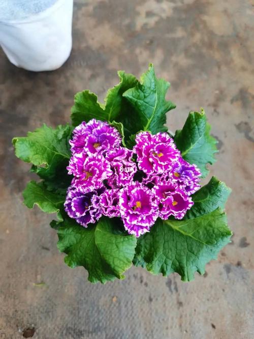 报春花怎么种植？报春花怎么种植的？-第6张图片-优品飞百科