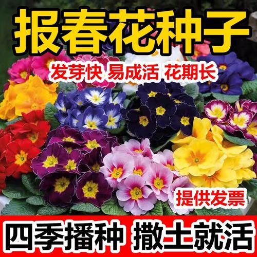 报春花怎么种植？报春花怎么种植的？-第7张图片-优品飞百科