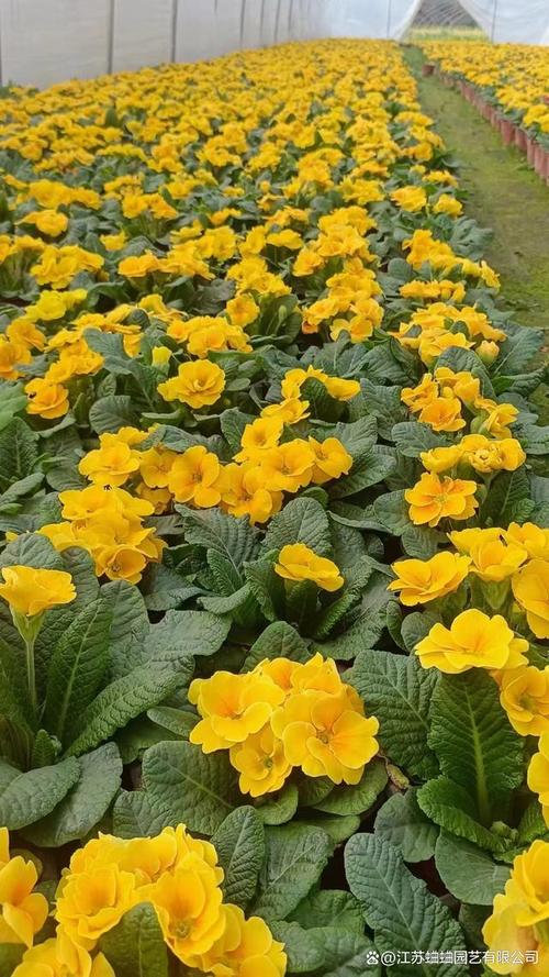 报春花怎么种植？报春花怎么种植的？-第8张图片-优品飞百科