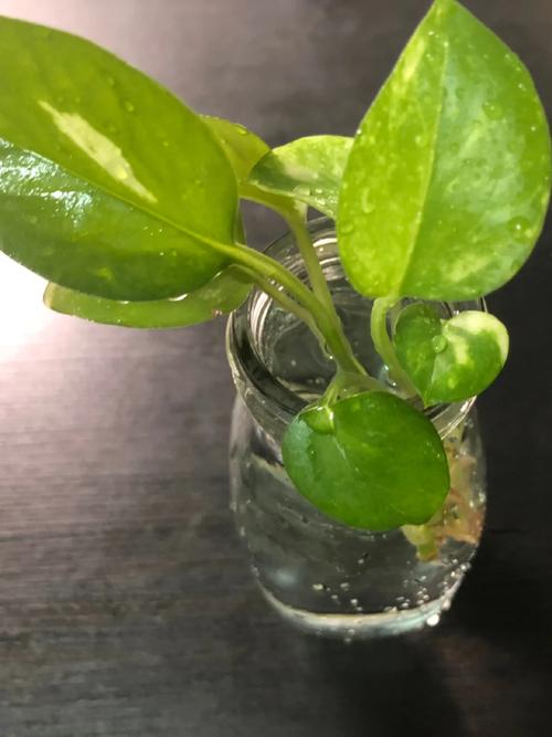 淘米水自制水培营养液，淘米水兑点营养液能浇花吗？-第1张图片-优品飞百科