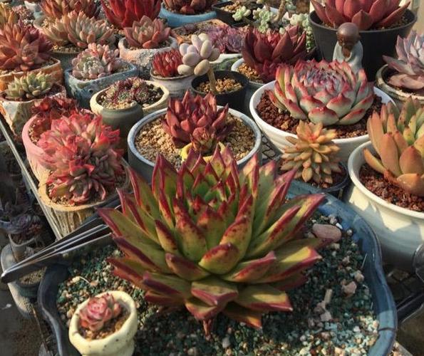 淘米水自制水培营养液，淘米水兑点营养液能浇花吗？-第3张图片-优品飞百科