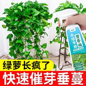 淘米水自制水培营养液，淘米水兑点营养液能浇花吗？-第5张图片-优品飞百科