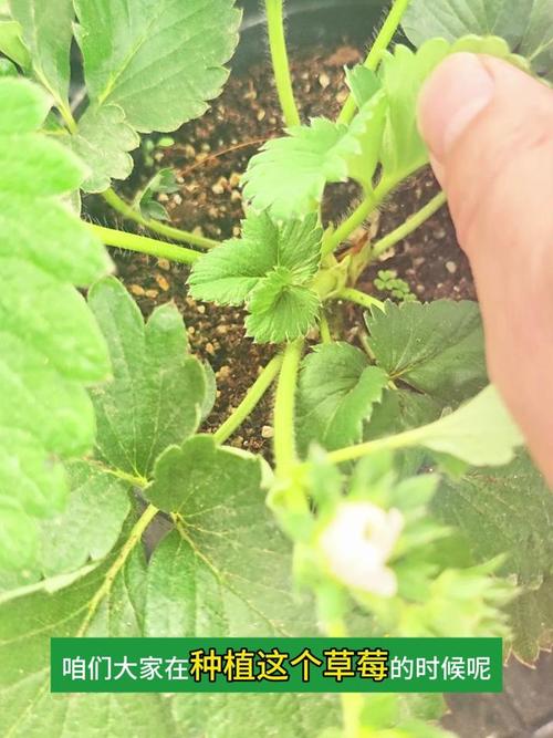 农村才有的超能肥？农村才有的超能肥料是什么？-第4张图片-优品飞百科