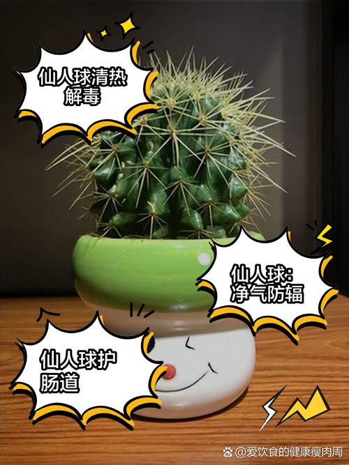 仙人球怎么养，仙人球多久浇一次水-第1张图片-优品飞百科