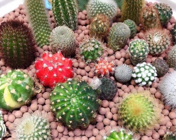 仙人球怎么养，仙人球多久浇一次水-第2张图片-优品飞百科