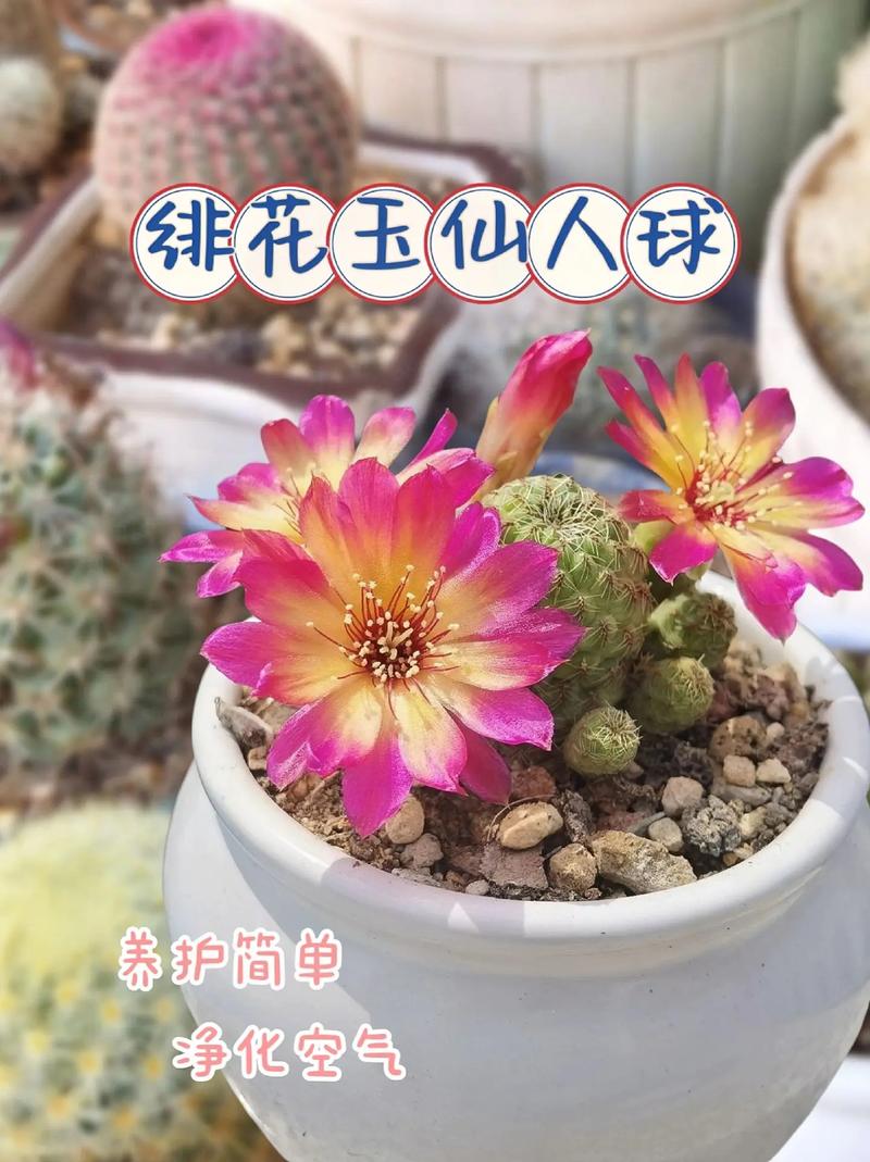 仙人球怎么养，仙人球多久浇一次水-第3张图片-优品飞百科