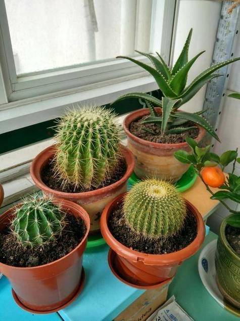 仙人球怎么养，仙人球多久浇一次水-第5张图片-优品飞百科