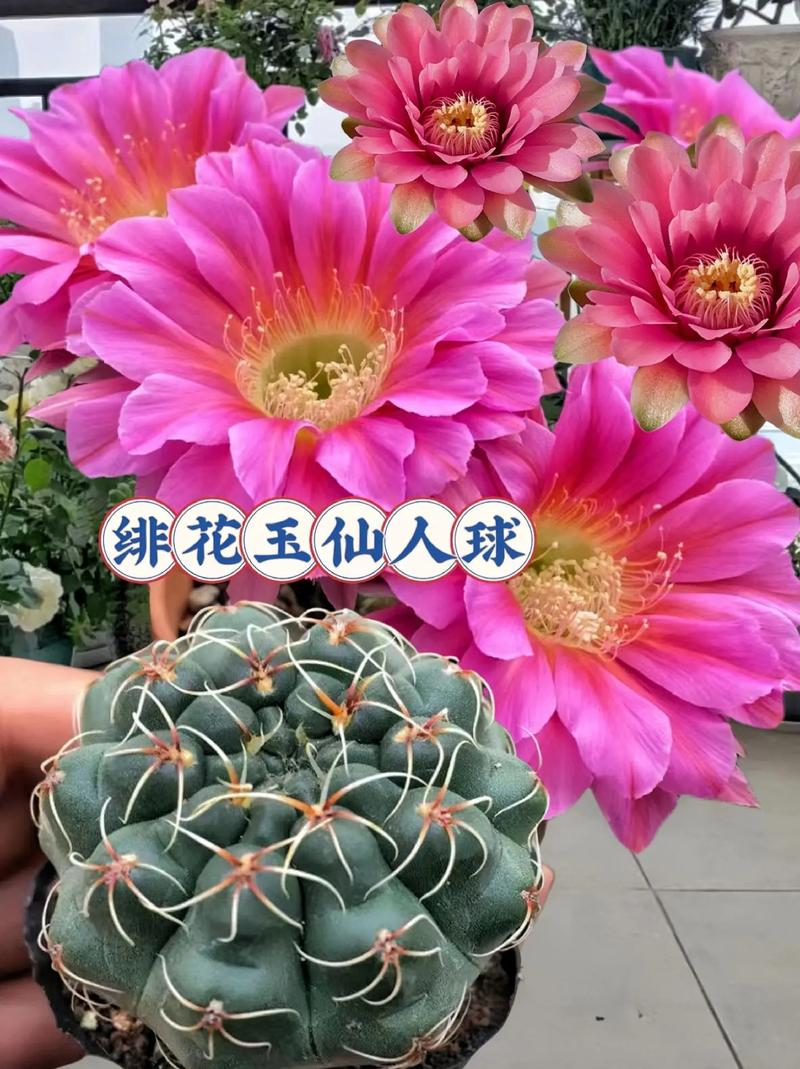 仙人球怎么养，仙人球多久浇一次水-第6张图片-优品飞百科