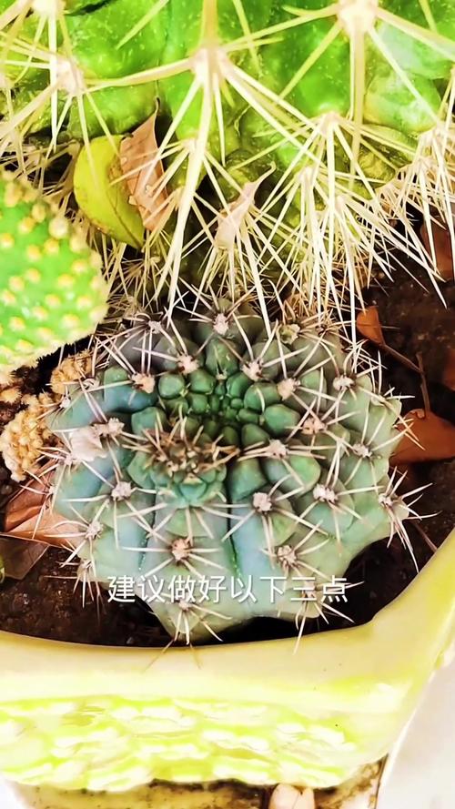 仙人球怎么养，仙人球多久浇一次水-第7张图片-优品飞百科