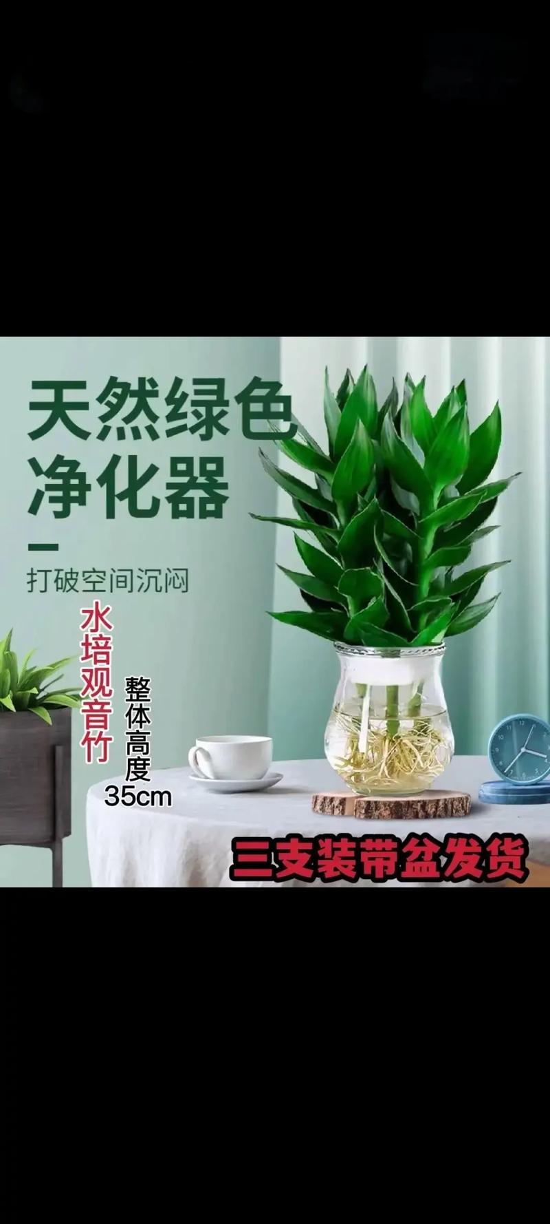 富贵竹可以栽到花盆里吗，富贵竹可以种在花盆里吗？-第1张图片-优品飞百科