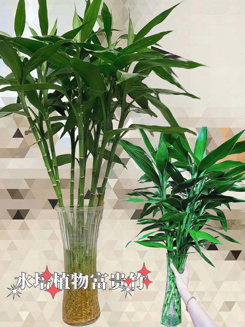 富贵竹可以栽到花盆里吗，富贵竹可以种在花盆里吗？-第2张图片-优品飞百科