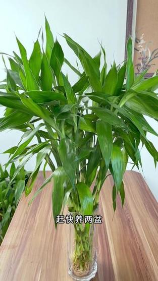 富贵竹可以栽到花盆里吗，富贵竹可以种在花盆里吗？-第4张图片-优品飞百科