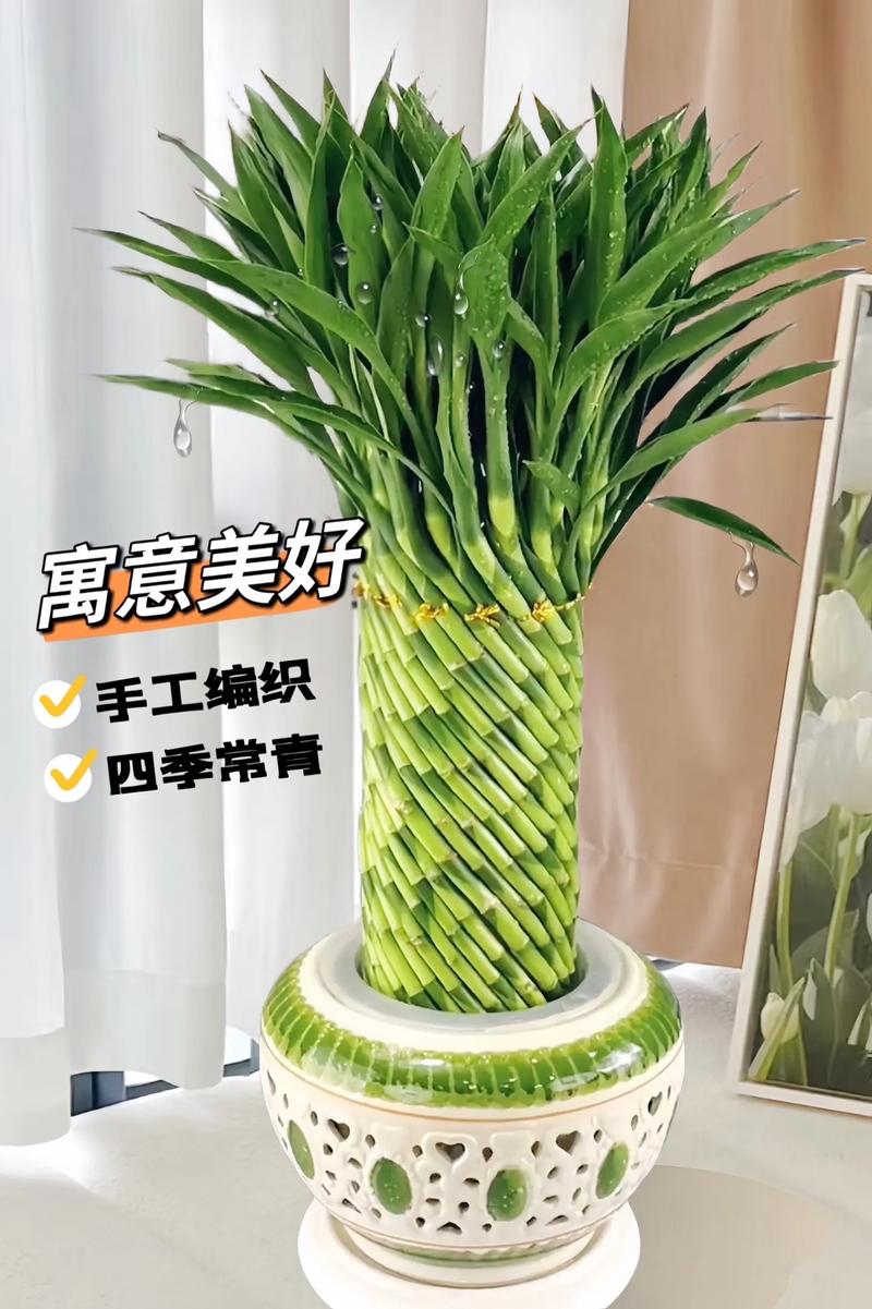 富贵竹可以栽到花盆里吗，富贵竹可以种在花盆里吗？-第5张图片-优品飞百科