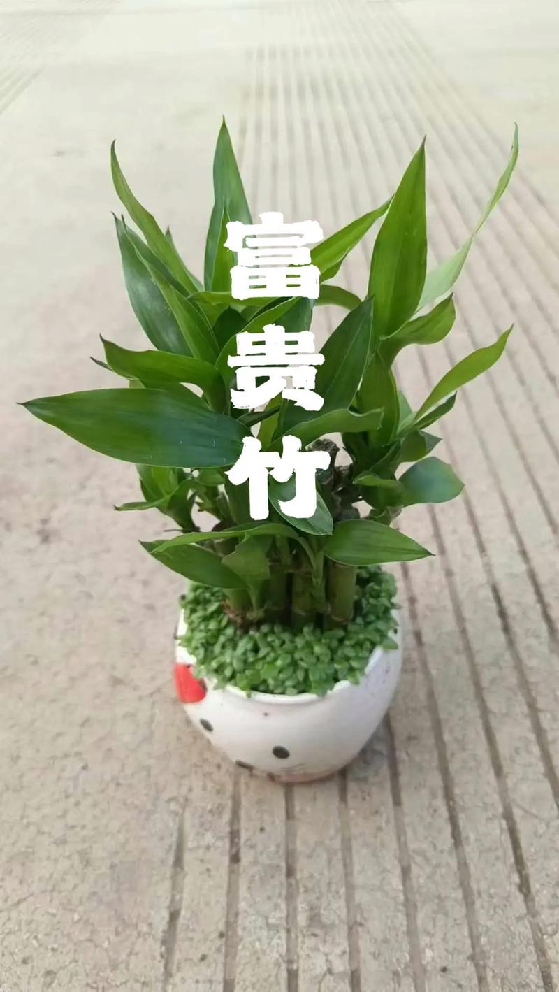 富贵竹可以栽到花盆里吗，富贵竹可以种在花盆里吗？-第6张图片-优品飞百科