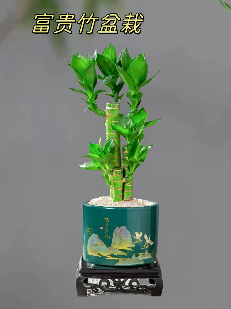 富贵竹可以栽到花盆里吗，富贵竹可以种在花盆里吗？-第7张图片-优品飞百科