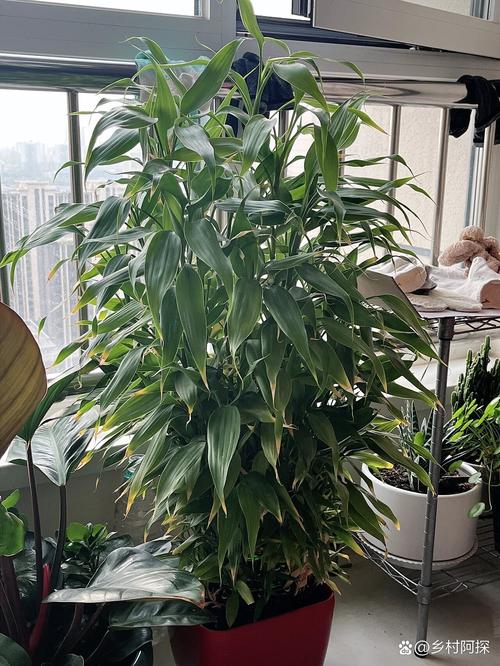 富贵竹可以栽到花盆里吗，富贵竹可以种在花盆里吗？-第8张图片-优品飞百科