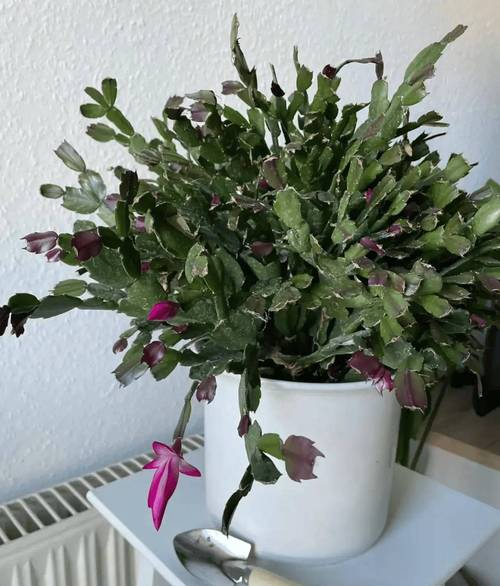 蟹爪兰的四季养护方法？蟹爪兰养护常识？-第1张图片-优品飞百科