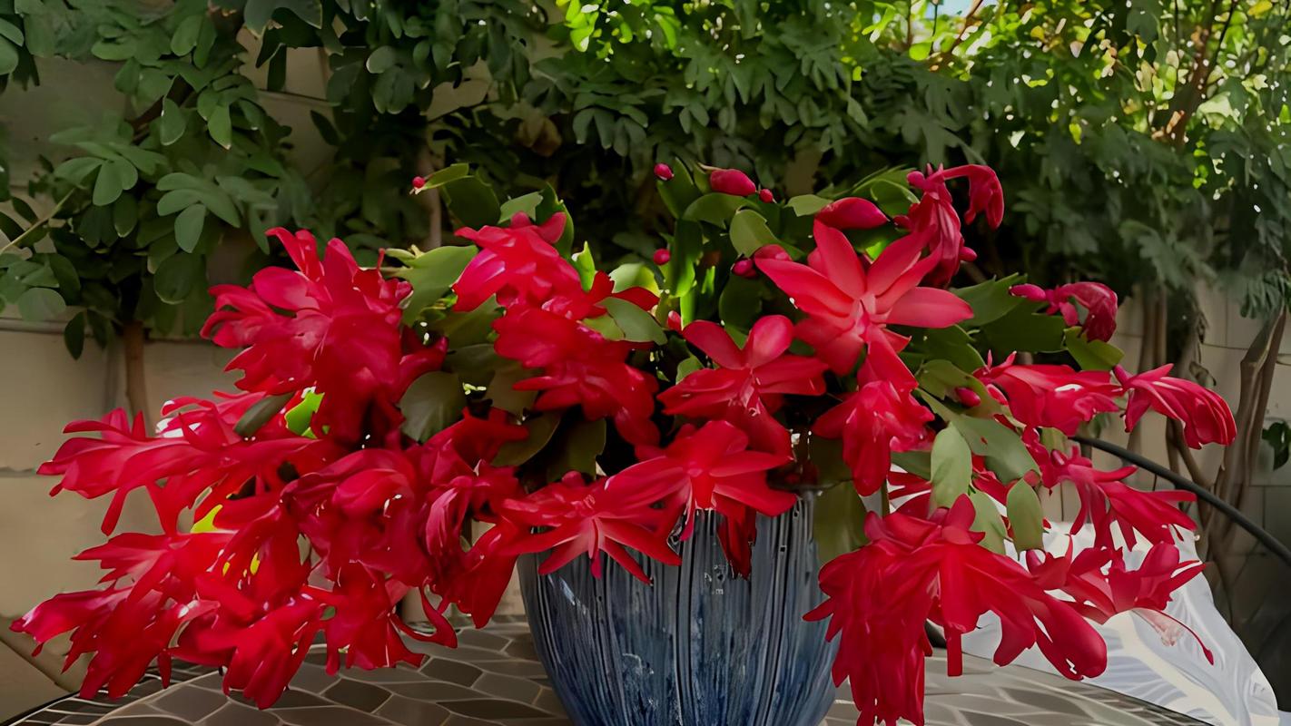 蟹爪兰的四季养护方法？蟹爪兰养护常识？-第3张图片-优品飞百科