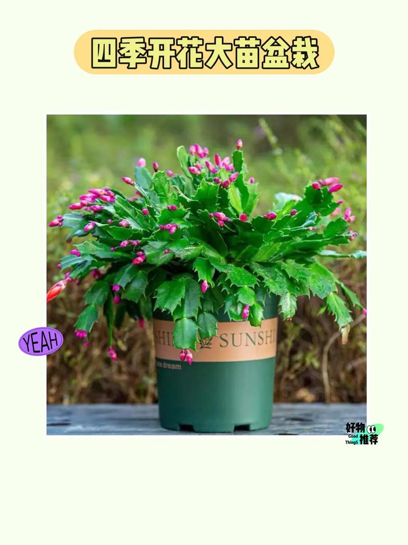 蟹爪兰的四季养护方法？蟹爪兰养护常识？-第4张图片-优品飞百科