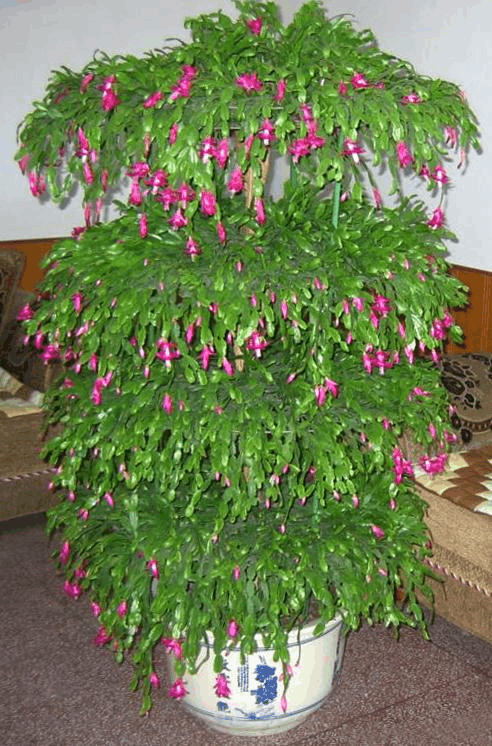 蟹爪兰的四季养护方法？蟹爪兰养护常识？-第8张图片-优品飞百科