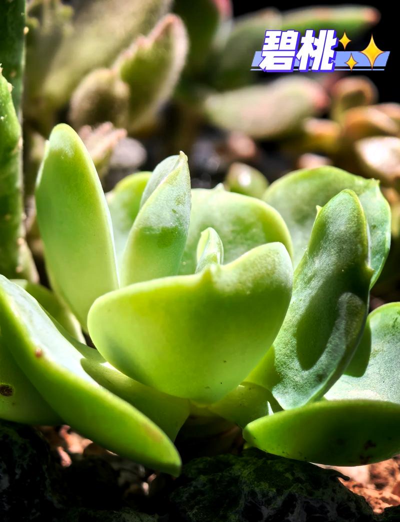 多肉植物碧桃怎么养？多肉碧桃的养殖方法和注意事项？-第1张图片-优品飞百科