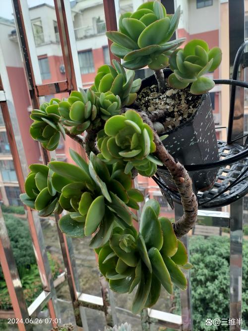 多肉植物碧桃怎么养？多肉碧桃的养殖方法和注意事项？-第2张图片-优品飞百科