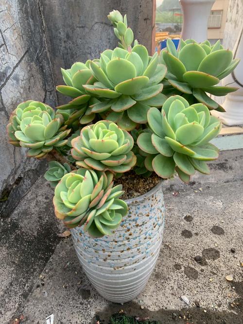 多肉植物碧桃怎么养？多肉碧桃的养殖方法和注意事项？-第4张图片-优品飞百科