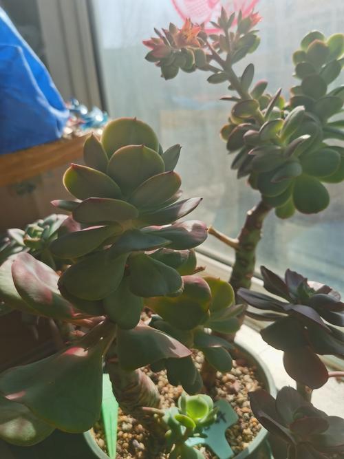 多肉植物碧桃怎么养？多肉碧桃的养殖方法和注意事项？-第3张图片-优品飞百科