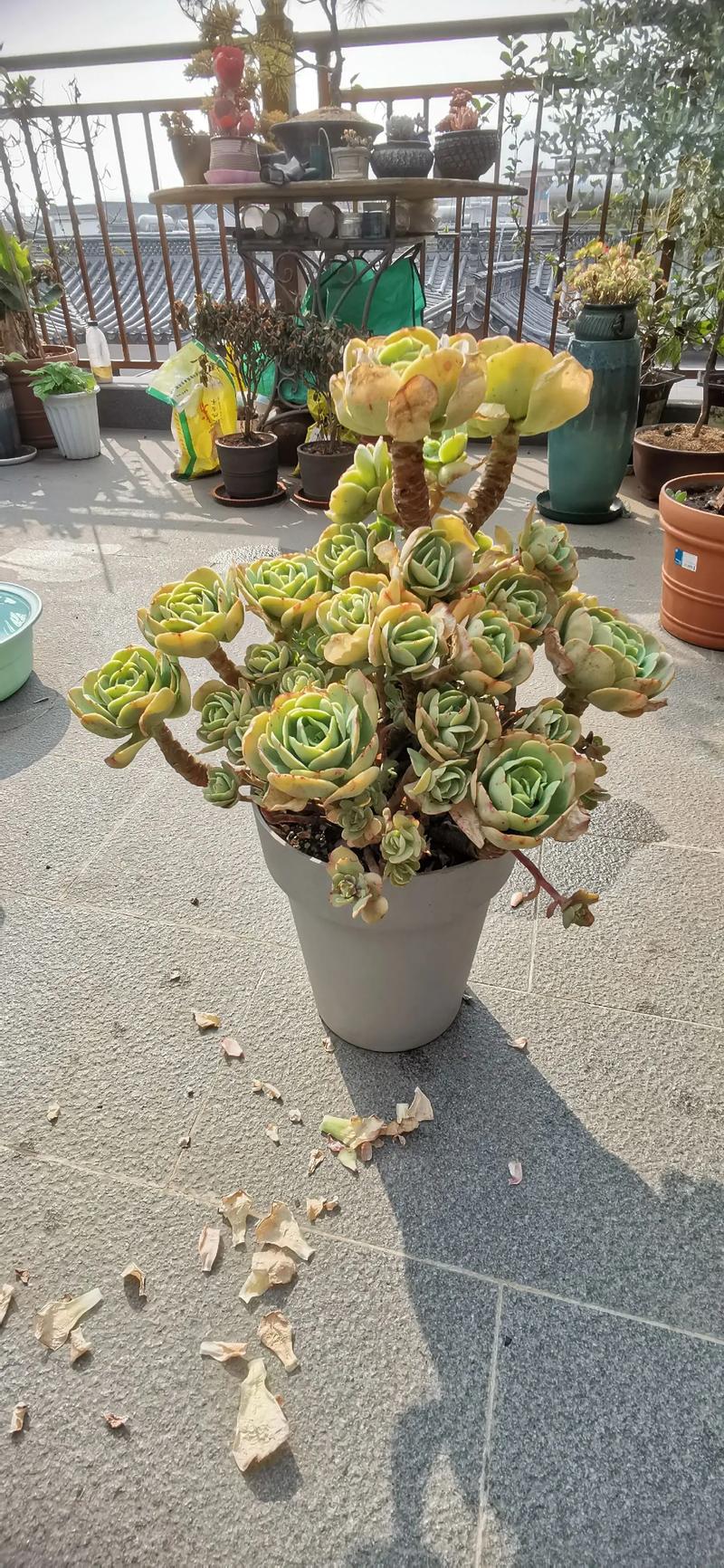 多肉植物碧桃怎么养？多肉碧桃的养殖方法和注意事项？-第5张图片-优品飞百科