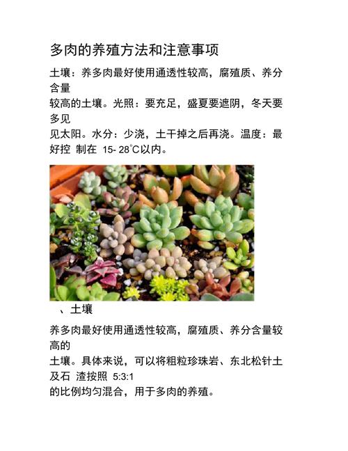 多肉植物碧桃怎么养？多肉碧桃的养殖方法和注意事项？-第6张图片-优品飞百科
