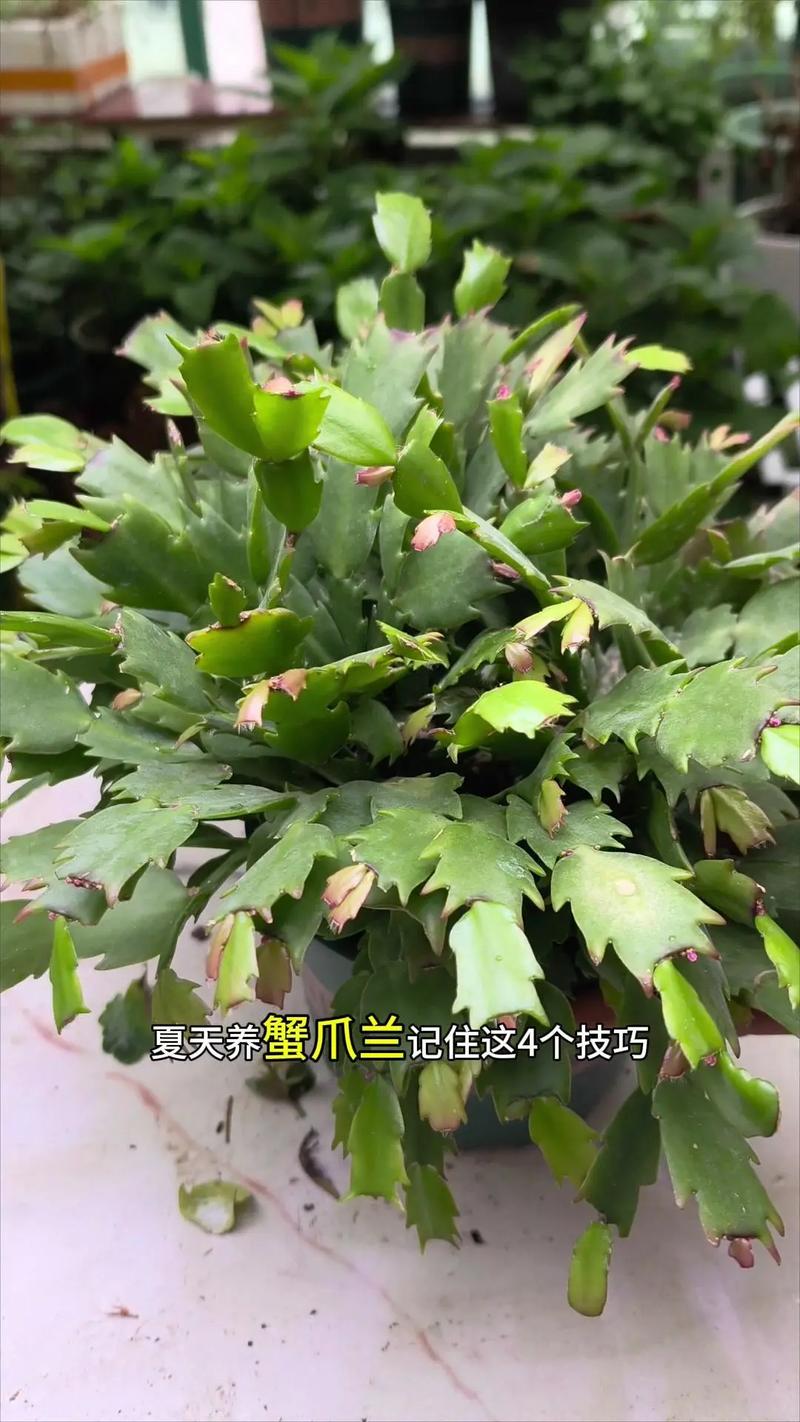 蟹爪兰如何才能养好？蟹爪兰怎么养才能养活？-第1张图片-优品飞百科