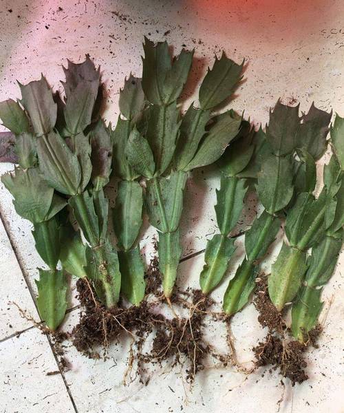 蟹爪兰如何才能养好？蟹爪兰怎么养才能养活？-第2张图片-优品飞百科