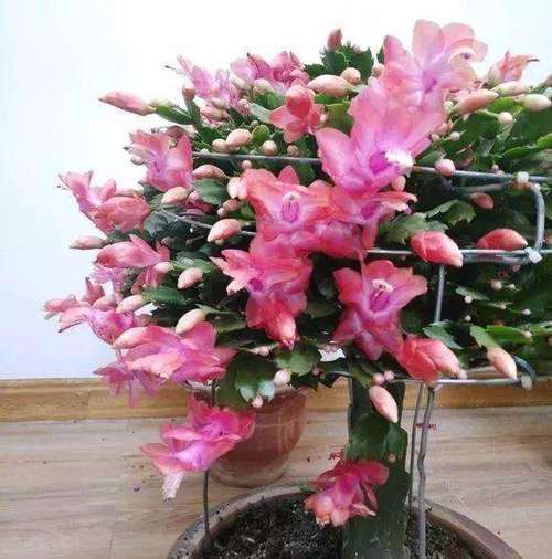 蟹爪兰如何才能养好？蟹爪兰怎么养才能养活？-第3张图片-优品飞百科