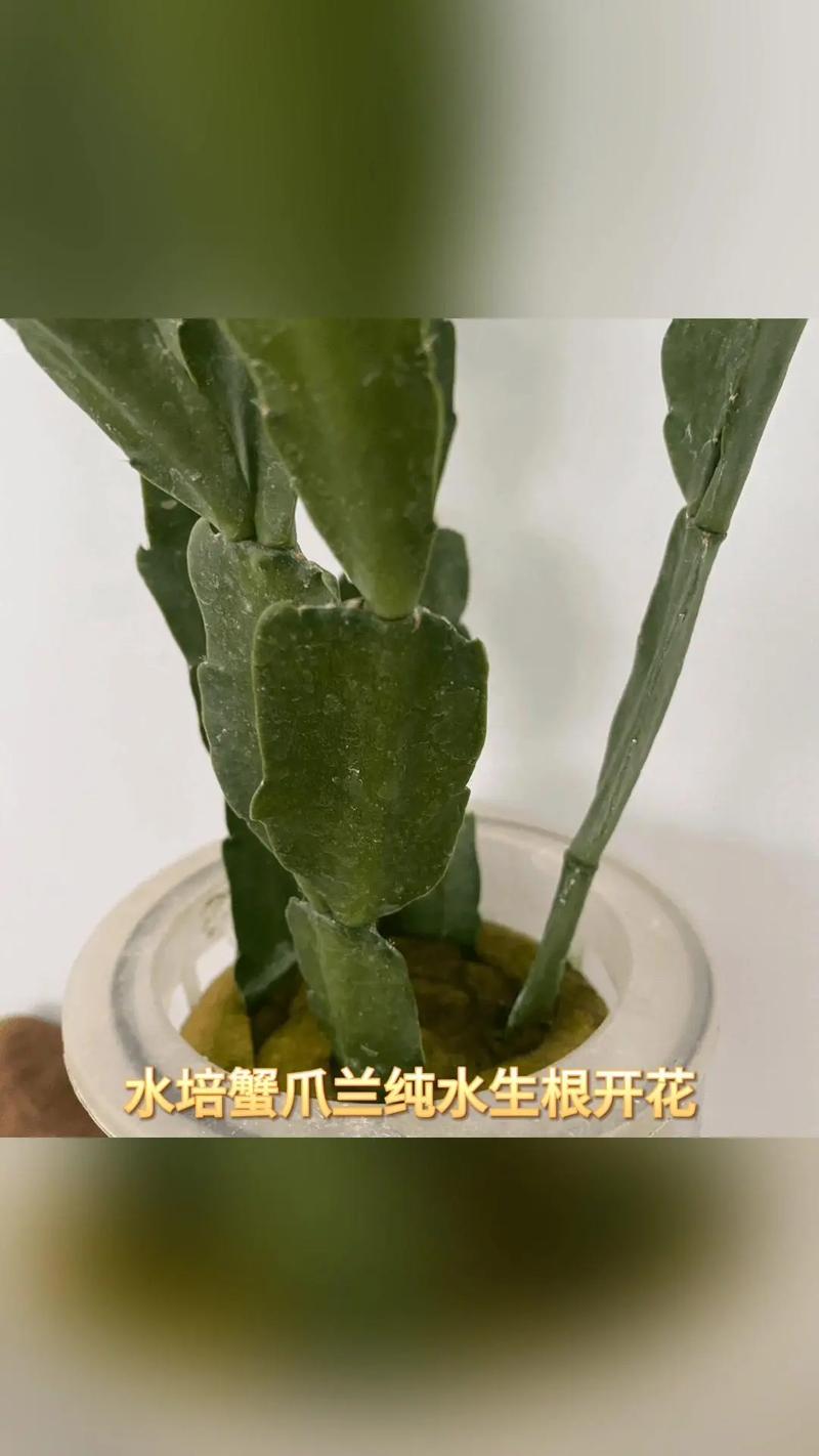 蟹爪兰如何才能养好？蟹爪兰怎么养才能养活？-第4张图片-优品飞百科