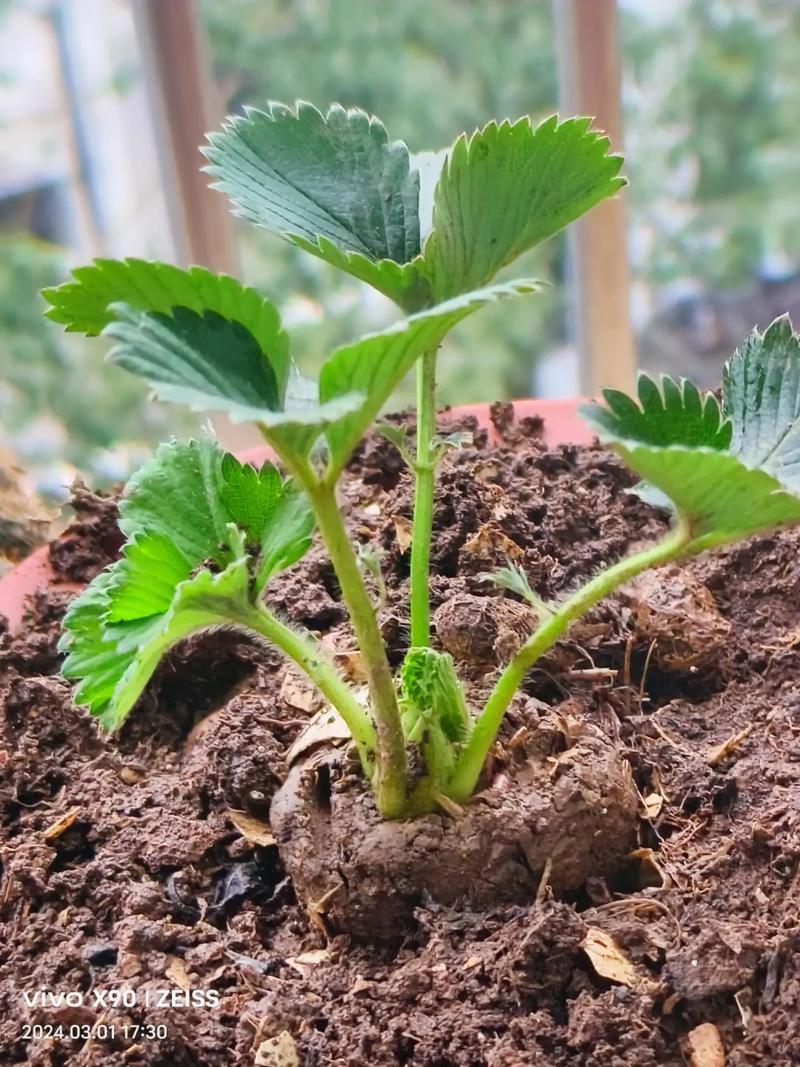 盆栽草莓种植技术，盆栽草莓种植技术视频教程？