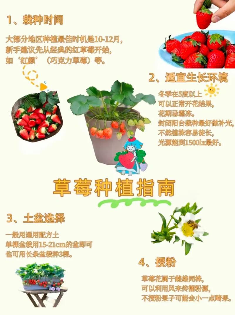 盆栽草莓种植技术,盆栽草莓种植技术视频教程?-第2张图片-优品飞百科 盆栽草莓种植技术,盆栽草莓种植技术视频教程?-第2张图片-优品飞百科