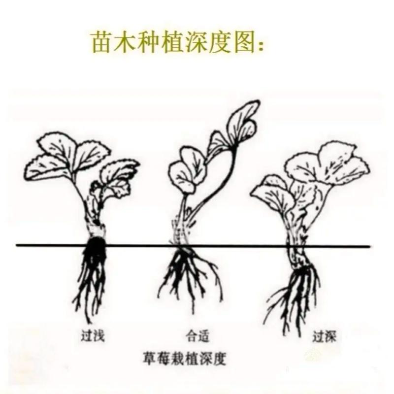 盆栽草莓种植技术,盆栽草莓种植技术视频教程?-第4张图片-优品飞百科 盆栽草莓种植技术,盆栽草莓种植技术视频教程?-第4张图片-优品飞百科