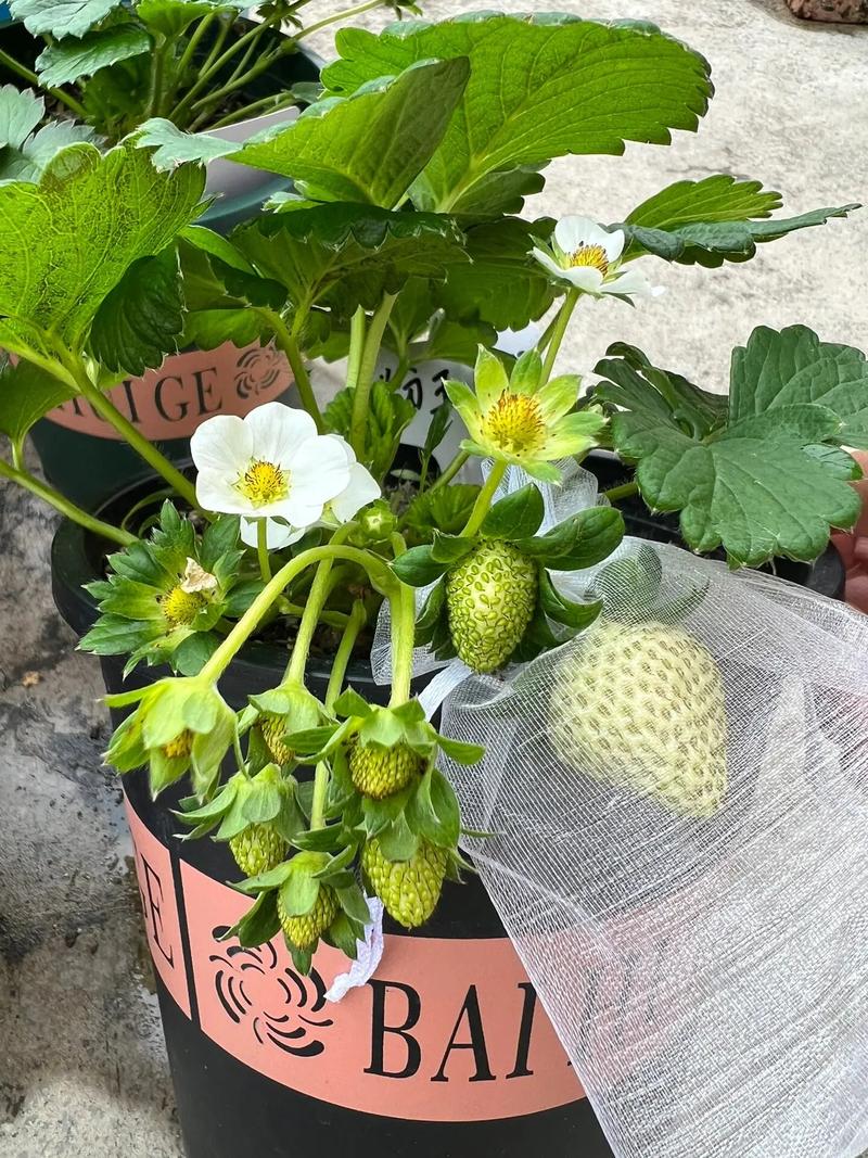 盆栽草莓种植技术,盆栽草莓种植技术视频教程?-第3张图片-优品飞百科 盆栽草莓种植技术,盆栽草莓种植技术视频教程?-第3张图片-优品飞百科