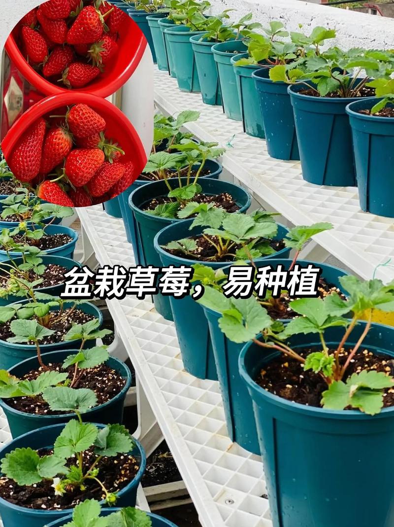 盆栽草莓种植技术,盆栽草莓种植技术视频教程?-第5张图片-优品飞百科 盆栽草莓种植技术,盆栽草莓种植技术视频教程?-第5张图片-优品飞百科