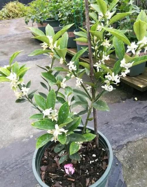 平安树换盆后多久施肥？平安树换盆后多久施肥好？-第3张图片-优品飞百科